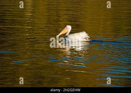 Grande pellicano bianco, un più interessante fieno selvatico o gallina d'acqua. Piacevole nuoto nel lago, alla ricerca della sua mattina cattura di pesce. Bagliore mattutino. Foto Stock