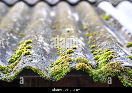 Obsoleto grigio chiaro ardesia corrugata con muschio verde crescente sul tetto di vecchia casa di campagna alla luce del sole estrema vista ravvicinata Foto Stock