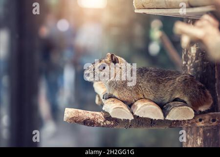 Carino morbido grigio roccia cavy roditore esotico riposa su una piccola mensola di legno vicino casa in giardino zoologico vista ravvicinata Foto Stock