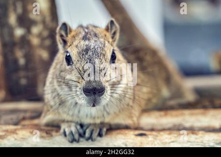 Cute soffice grigio roccia cavy esotico roditore riposa e guarda la macchina fotografica che si trova su una piccola mensola di legno vicino casa in giardino zoologico vista ravvicinata Foto Stock