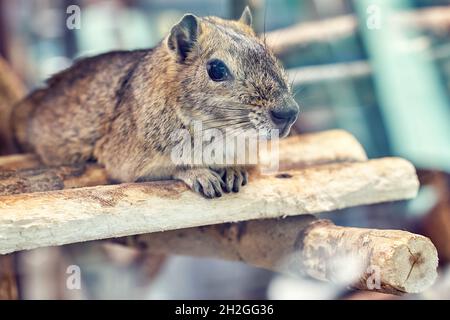 Carino morbido grigio roccia cavy roditore esotico riposa su una piccola mensola di legno vicino casa in giardino zoologico vista ravvicinata Foto Stock