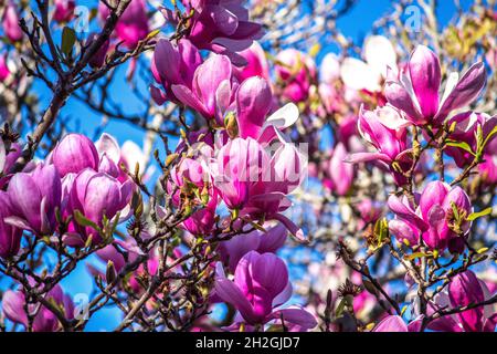 fiori rosa di magnolia in piena fioritura su ramo di albero contro il cielo blu Foto Stock