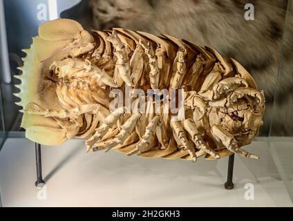 Reportage Museum d'Histoire Naturelle, Palais Longchamp, Marsiglia : Bathynomus giganteus Foto Stock