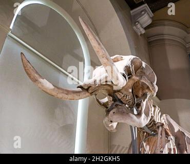 Reportage Museum d'Histoire Naturelle, Palais Longchamp, Marsiglia Foto Stock