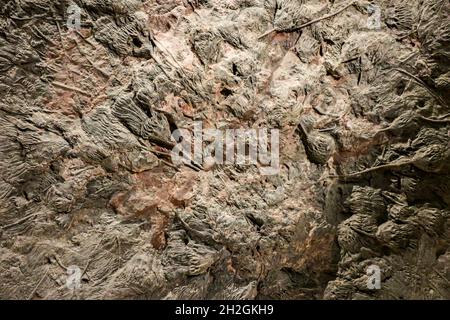 Reportage Museum d'Histoire Naturelle, Palais Longchamp, Marsiglia :Crinoid Foto Stock