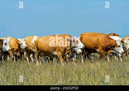 Mandria di bovini Simmental su un pascolo nella zona di conservazione di Langen Lacke, Neusiedlersee – Parco Nazionale Seewinkel, Apetlon, Burgenland, Austria Foto Stock