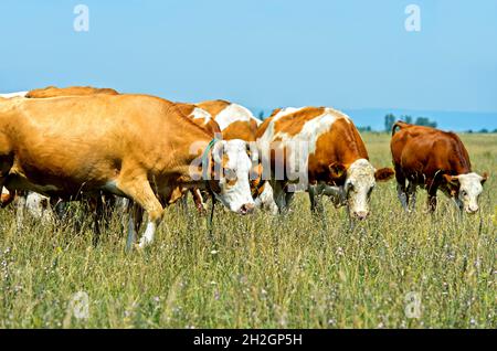 Mandria di bovini Simmental su un pascolo nella zona di conservazione di Langen Lacke, Neusiedlersee – Parco Nazionale Seewinkel, Apetlon, Burgenland, Austria Foto Stock