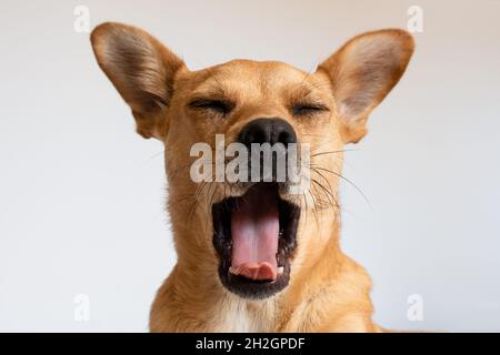 Divertente cane sbadiglio. Testa di un cane di razza mista di fronte alla telecamera con la bocca aperta mostrando lingua e occhi chiusi su uno sfondo bianco Foto Stock