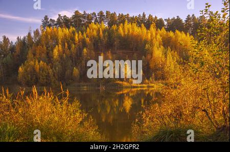 La foresta giallognola si riflette sulla superficie del lago, illuminata dalla luce del sole. Paesaggio autunnale. Foto Stock