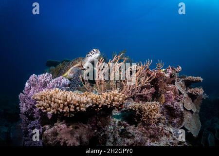 Turtle on Coral Reef, Heron Island, Southern Great Barrier Reef, Queensland, Australia Foto Stock