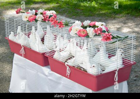 I piccioni di nozze poco prima di essere usati nella gabbia Foto Stock