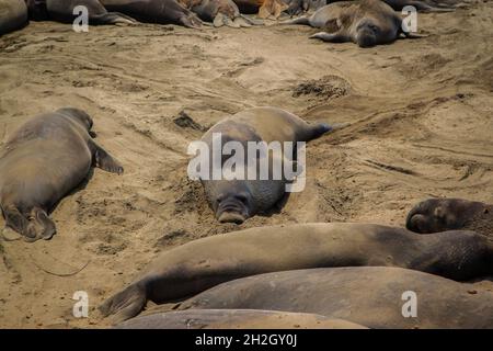 Il sigillo dell'elefante si stese parzialmente burried nella sabbia girata verso la macchina fotografica fra le altre guarnizioni dell'elefante che dormono sulla spiaggia | le guarnizioni dell'elefante la colonia del Rookery della colonia Foto Stock