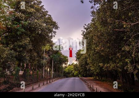 faro di la Coubre, nella foresta costiera, charente Maritime, Francia Foto Stock
