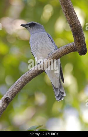 Indiana Cuckoosrike (Coracina macei macei) femmina adulta arroccato sul ramo Madhya Pradesh, India Novembre Foto Stock