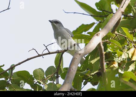 Cuckoosrike indiano (Coracina macei macei) femmina adulta arroccato in albero Madhya Pradesh, India Novembre Foto Stock