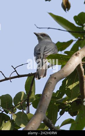 Cuckoosrike indiano (Coracina macei macei) femmina adulta arroccato in albero Madhya Pradesh, India Novembre Foto Stock
