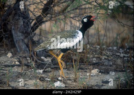 Maschio Corano Nero Settentrionale, Afrotis afroides, Calling, Parco Nazionale Etosha, Namibia, Africa Foto Stock