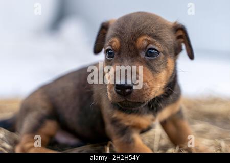 Il marrone Jack Russell di un mese si erge su un fieno. Fuori per la prima volta, temi animali, fuoco selettivo, sfocatura. Foto Stock