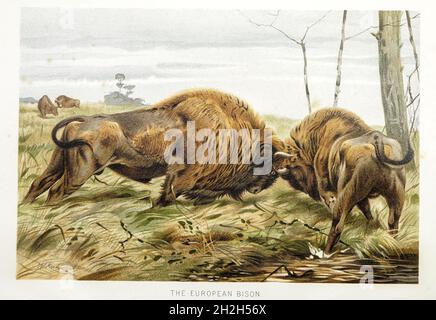 Il bisonte europeo (Bison bonasus) o il bisonte europeo del legno, noto anche come il wisent o lo zubr o colloquialmente il bufalo europeo, è una specie europea di bisonte. Dal libro " Royal Natural History " Volume 2 a cura di Richard Lydekker, pubblicato a Londra da Frederick Warne & Co nel 1893-1894 Foto Stock