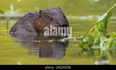 Il castoro eurasiano gnawing foglie in acqua in estate Foto Stock