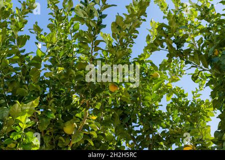 Limone con frutta matura. Ramo di limoni freschi maturi con foglie in travi di sole. Agrumeto mediterraneo Foto Stock