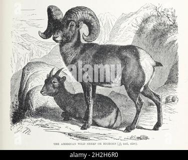 Pecora selvatica americana o pecora di bighorn (Ovis canadensis) dal libro " Royal Natural History " Volume 2 a cura di Richard Lydekker, pubblicato a Londra da Frederick Warne & Co nel 1893-1894 Foto Stock