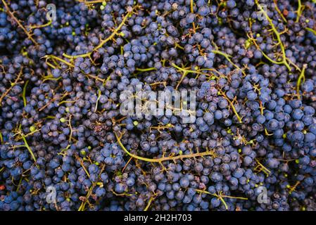 primo piano delle uve rosse mature dopo la vendemmia in autunno pronte per essere trasformate in vino rosso dopo la macinazione. concetto di vinificazione e agricoltura Foto Stock