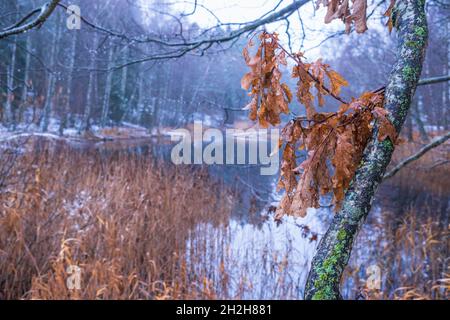 Foglie di quercia vecchia su un ramo di albero da un lago in inverno Foto Stock