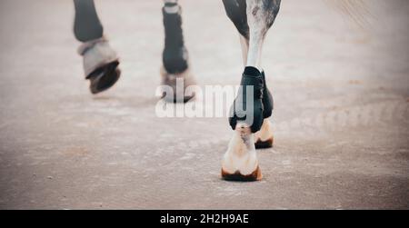 Una vista posteriore di un elegante cavallo grigio con bende ai suoi piedi, che si scalda con zoccoli sulla strada asfaltata. Sport equestri. Vita equestre. Foto Stock