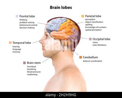 Anatomia cerebrale umana, area funzionale, sistema mentale, illustrazione del rendering 3d Foto Stock