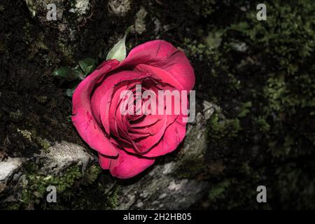 Una rosa rossa singola che era stata raccolta e spinta in una crepa in un muro di pietra asciutto. La parete è ricoperta di muschio verde che dona all'immagine una sensazione di moody Foto Stock