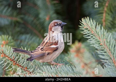 Passero di casa maschile, Passer domestica, arroccato su un ramo d'albero. Foto Stock