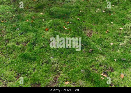 Sfondo muschio. Superficie di muschio verde nella foresta. Biodiversità e background di foresta vegetale. Foto di alta qualità Foto Stock