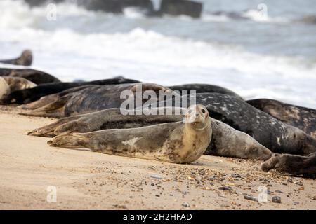 Gray Seal (Halichoerus grypus) Horsey Norfolk GB UK Ottobre 2021 Foto Stock