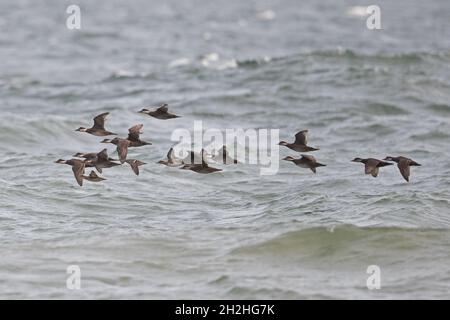 Comune Scoter (Melanitta nigra) migrante Cley Norfolk UK GB ottobre 2021 Foto Stock