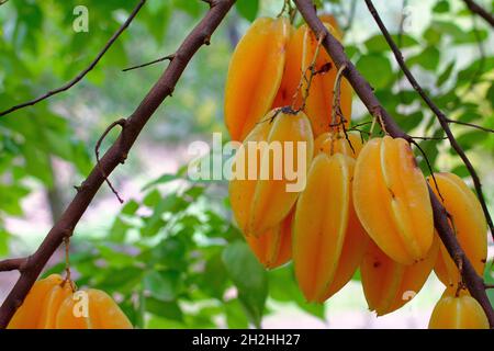 Arcipelago delle Isole Marquesas, Nuku Hiva, Polinesia Francese: Carambola (averroa carambola) su un albero Foto Stock