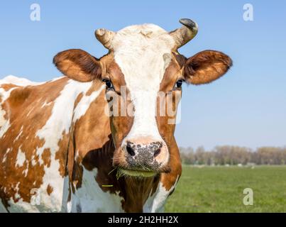 Ritratto di mucca, un bovino rosso carino e calmo, con blaze bianco, naso rosa ed espressione amichevole, lame masticanti di erba, adorabile Foto Stock