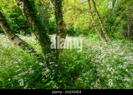 Alte piante fiorite nei prati primaverili accanto a alberi di mela e betulla nelle montagne del Courel Geopark UNESCO in Galizia Foto Stock