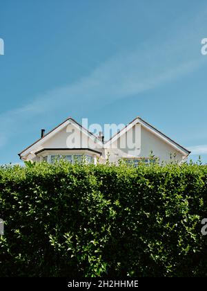 Un tipico a forma di M / Double Pitched / doppio tetto architettura suburbana casa mezza nascosto proprietà dietro un alto giardino verde siepe & cielo blu. Foto Stock
