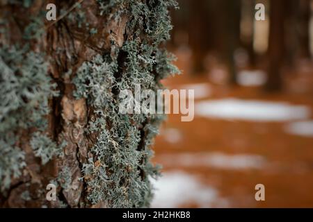 Primo piano dell'albero di lichen. Lichenes grigio macro sul tronco di un pino con uno sfondo sfocato di una foresta autunnale. Design biologico naturale con mi Foto Stock