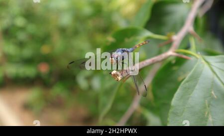 Il primo piano di uno skimmer di cenere con coda gialla o di un dragonfly chaser comune si siede sulla punta di un ramo e guardando la parte del corpo di sinistra di un'ape Foto Stock