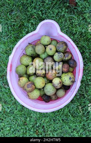 Ha raccolto la frutta di Noce Nera in un secchio rosa Foto Stock