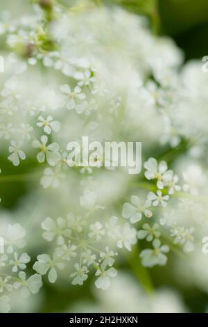 Piccoli 5 petali bianchi fiori selvatici in focus differenziale, Regno Unito Foto Stock