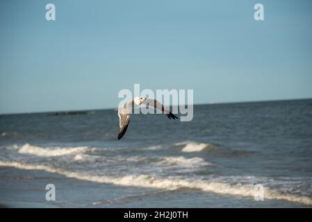 Splendido gabbiano a metà volo lungo la costa Foto Stock