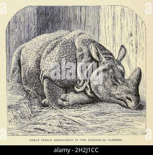 Great Indian Rhinoceros (Rhinoceros unicornis) in the Zoological Gardens dal libro " Royal Natural History " Volume 2 a cura di Richard Lydekker, pubblicato a Londra da Frederick Warne & Co nel 1893-1894 Foto Stock