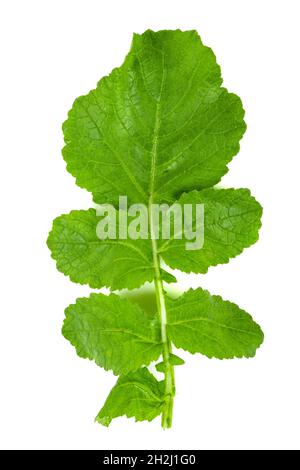 Foglie di erbe di ravanello selvatiche appena raccolte su sfondo bianco Foto Stock