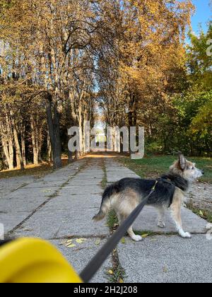 Scatto verticale di un divertente cane a piedi nel parco in autunno Foto Stock