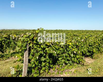 Uve Concord, mature, Vineyard, SW Michigan, USA, Di James D Coppinger/Dembinsky Photo Assoc Foto Stock