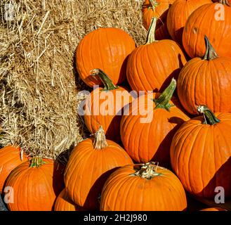 Zucche e balle di fieno con spazio per la copia. Formato verticale. Foto Stock