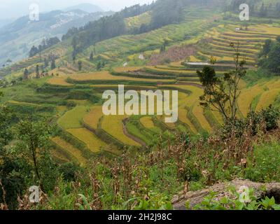 Terrazze di riso, Yuanyang, nella provincia dello Yunnan in Cina Foto Stock